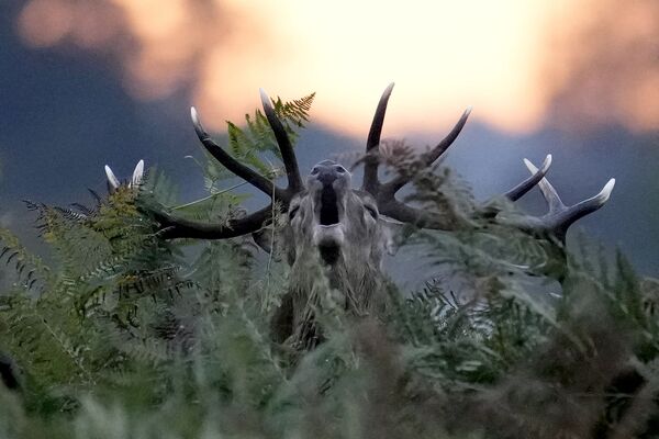 一只小鹿在伦敦布希公园中观察日出。 - 俄罗斯卫星通讯社