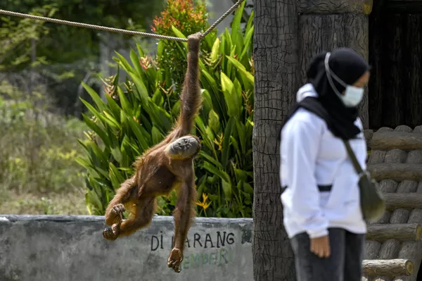 印度尼西亞詹托動物園中的蘇門答臘猩猩。 印度尼西亞詹托動物園中的蘇門答臘猩猩。 - 俄羅斯衛星通訊社