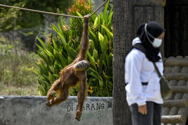 印度尼西亚詹托动物园中的苏门答腊猩猩。 - 俄罗斯卫星通讯社