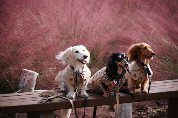 韩国小狗们在京畿道河南市的鹿草园拍照留念。 - 俄罗斯卫星通讯社