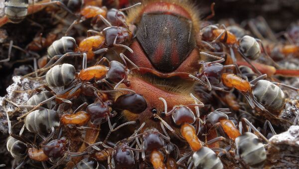 Снимок Ants and Hornet чешского фотографа Petr Bambousek, занявший 2 место в категории Insects конкурса 2021 Close-up Photographer of the Year - 俄羅斯衛星通訊社