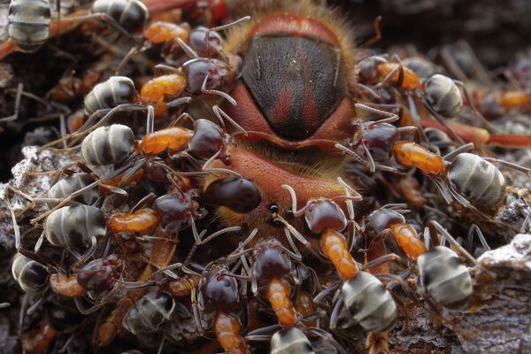 捷克摄影师Petr Bambousek（彼得•班布塞克）拍摄作品《Ants and Hornet》（蚂蚁与大黄蜂）获得2021年度特写摄影师大赛 “昆虫”单元类奖项第二名。 - 俄罗斯卫星通讯社