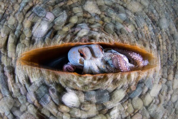 意大利摄影师Alessandro Grasso（亚历山德罗•格拉索）拍摄作品《Circular Octopus》（圆形章鱼）获得2021年度特写摄影师大赛 “水下”单元类奖项第一名。 - 俄罗斯卫星通讯社