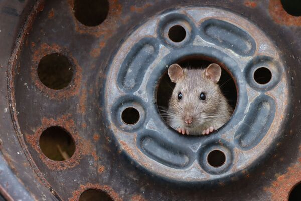 英国摄影师Ezra Boulton（埃兹拉•博尔顿）拍摄作品《Rat in Tyre Hub》（轮圈中的老鼠）获得2021年度特写摄影师大赛“03年后出生年轻摄影师”单元类奖项第一名。 - 俄罗斯卫星通讯社