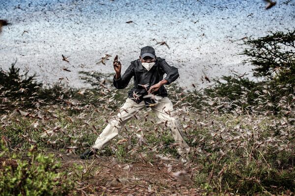 西班牙攝影師Luis Tato（路易斯•塔托）拍攝的作品《蝗蟲入侵》。 - 俄羅斯衛星通訊社