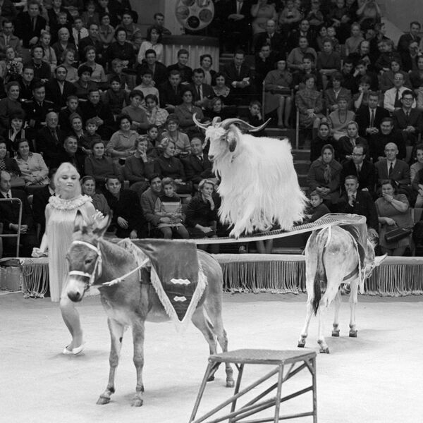 驯兽师穆扎•卡西亚诺夫在莫斯科大马戏团表演《永远在路上》滑稽小丑剧。 - 俄罗斯卫星通讯社