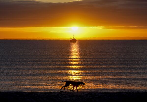 日出時分，一隻狗沿著德國北部哈夫克魯格的波羅的海奔跑。 - 俄羅斯衛星通訊社