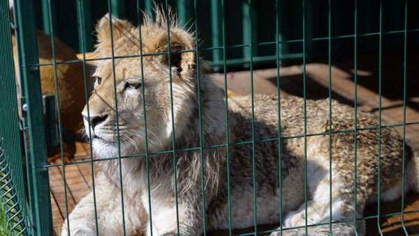 在俄治癒的幼獅將於週二運往坦桑尼亞 - 俄羅斯衛星通訊社