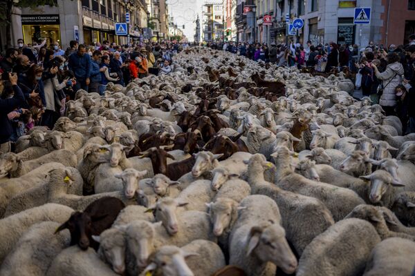  马德里市中心的羊群。 - 俄罗斯卫星通讯社