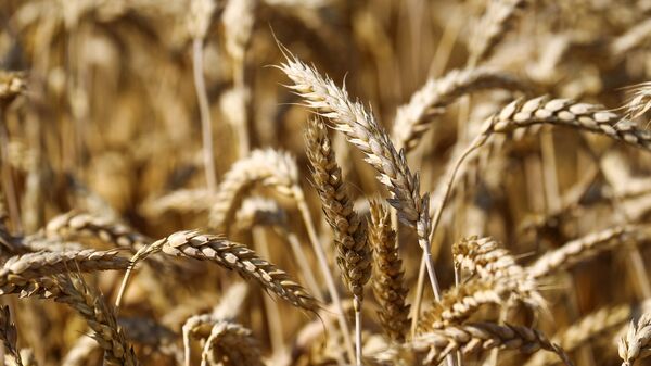 意大利農業生產者：世界糧食價格下降 - 俄羅斯衛星通訊社