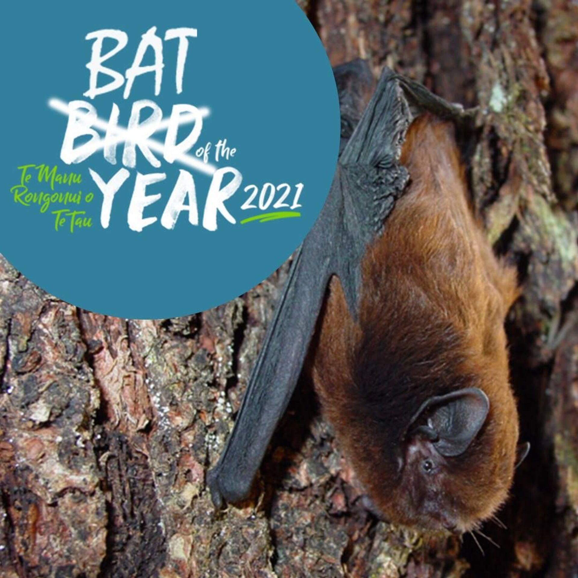 蝙蝠成为2021年新西兰“年度鸟类” - 俄罗斯卫星通讯社, 1920, 21.12.2021