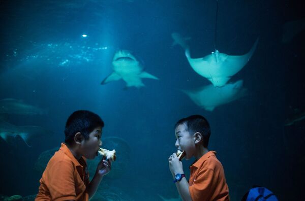 中国小朋友在上海长风海洋馆比赛吃三明治。 - 俄罗斯卫星通讯社
