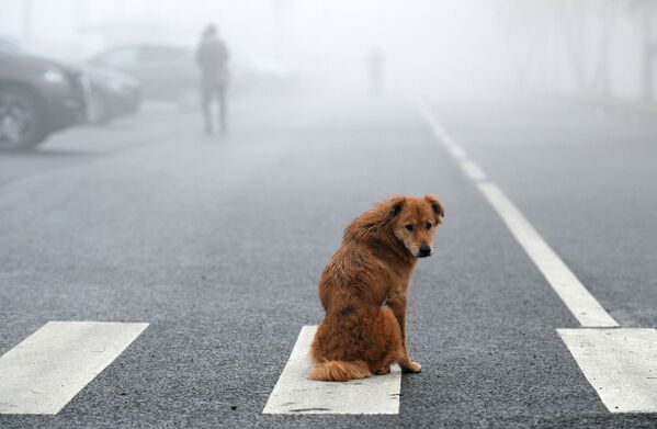 莫斯科，大霧中坐在街上的狗狗。 - 俄羅斯衛星通訊社