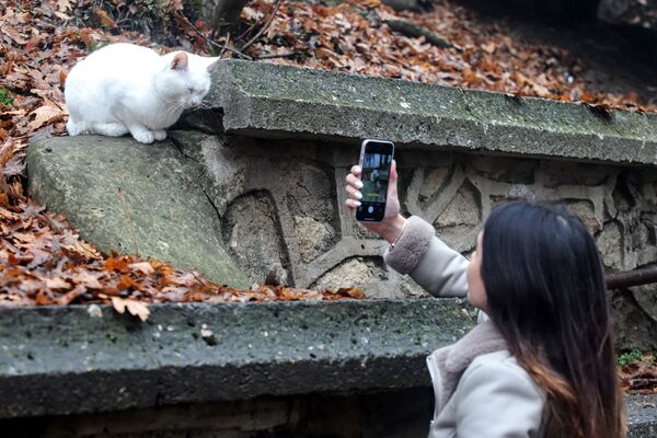 姑娘在熱列茲諾沃茨克市的一條街道上拍攝貓咪。 - 俄羅斯衛星通訊社
