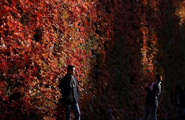倫敦，人們在紅葉覆蓋的圍牆前拍照。 - 俄羅斯衛星通訊社
