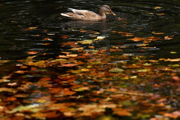 都柏林，在水面落葉間戲水的鴨子。 - 俄羅斯衛星通訊社