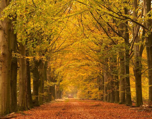 在丹麥拍攝的林蔭道的秋景。 - 俄羅斯衛星通訊社