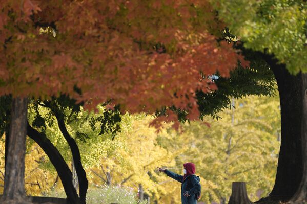韩国的秋天。 - 俄罗斯卫星通讯社