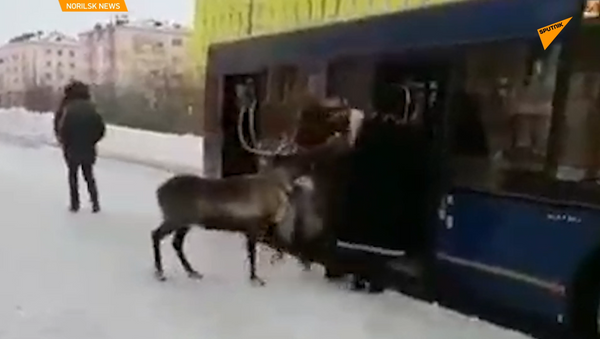 俄罗斯特色：驯鹿和主人一起乘坐公共汽车 - 俄罗斯卫星通讯社