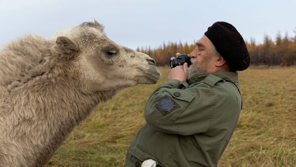 66-летний Сергей Зимов, ученый, работающий на Северо-восточной научной станции России, пытается сфотографировать верблюда в плейстоценовом парке недалеко от города Черский, Республика Саха, Россия - 俄羅斯衛星通訊社