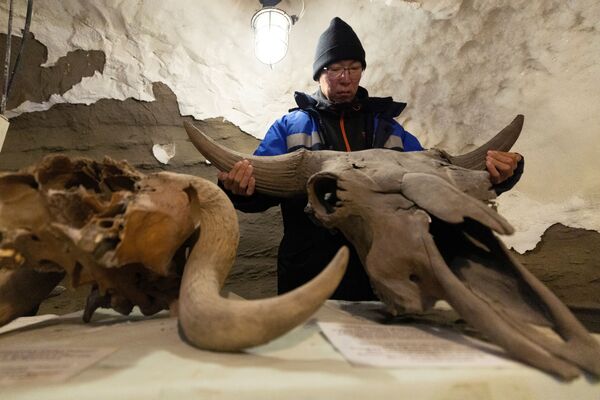 雅库特，科学家尼古拉•巴沙林在梅尔尼科夫冻土研究所的地下冻土实验室里手持一个牛的头骨。 - 俄罗斯卫星通讯社
