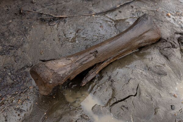 俄罗斯萨哈共和国，切尔斯基市西南部的杜瓦尼亚尔科雷马河岸边的一块骨头。 - 俄罗斯卫星通讯社