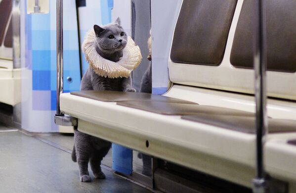 一隻英國短毛貓乘坐莫斯科地鐵“詩歌地鐵”主題列車。 - 俄羅斯衛星通訊社