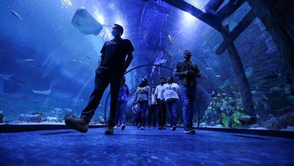 Посетитель в туннеле аквариума The National Aquarium Abu Dhabi в Абу-Даби - 俄羅斯衛星通訊社