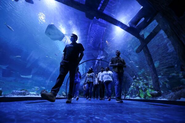 游客们在阿布扎比国家水族馆（The National Aquarium Abu Dhabi）的水下通道中参观。 - 俄罗斯卫星通讯社