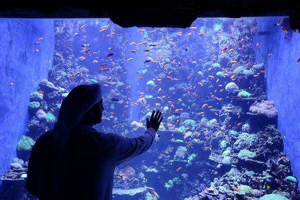 遊客們在阿布扎比國家水族館（The National Aquarium Abu Dhabi）欣賞魚類動物。 - 俄羅斯衛星通訊社