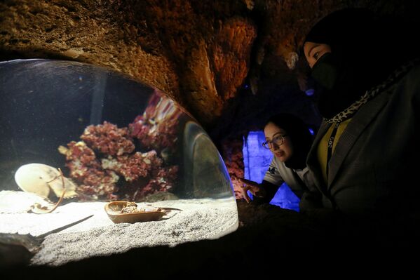遊客們在阿布扎比國家水族館（The National Aquarium Abu Dhabi）觀看海蟹。 - 俄羅斯衛星通訊社
