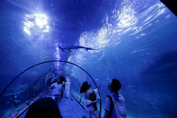 遊客們在阿布扎比國家水族館（The National Aquarium Abu Dhabi）觀看鯊魚。  - 俄羅斯衛星通訊社