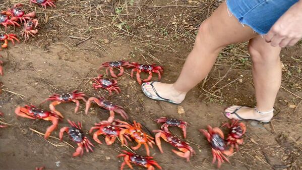 澳大利亚居民脚边迁徙的红蟹。 - 俄罗斯卫星通讯社