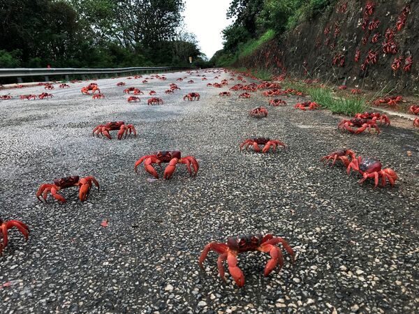 澳大利亞道路上正在遷徙的紅蟹。 - 俄羅斯衛星通訊社