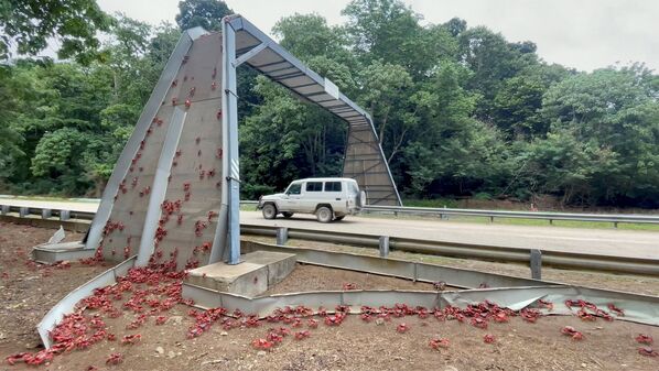 澳大利亞一座橋上爬滿正在遷徙的紅蟹。 - 俄羅斯衛星通訊社