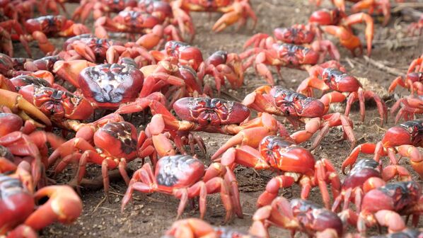 澳大利亞正在遷徙的紅蟹。 - 俄羅斯衛星通訊社