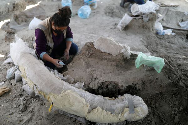 墨西哥國家人類學和歷史研究所(INAH)的一名工作人員在發現猛獁象遺骸的地點工作。 - 俄羅斯衛星通訊社