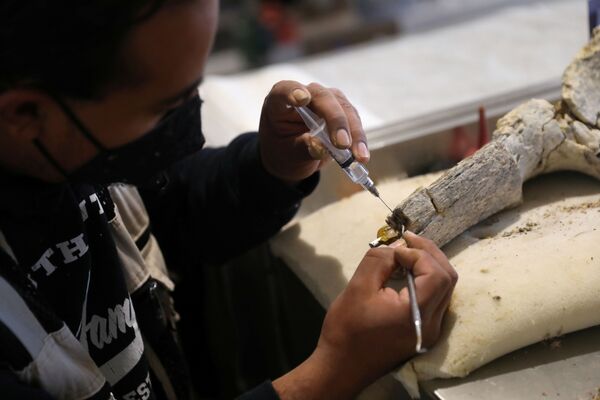 墨西哥國家人類學和歷史研究所(INAH)的一名工作人員正在修復猛獁象的骨骼。 - 俄羅斯衛星通訊社