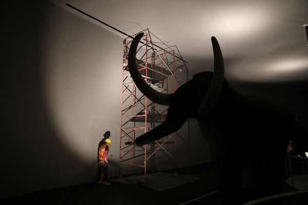 Sumpango de Ocampo市墨西哥博物館裡的工作人員正在修復猛獁象遺骸。 - 俄羅斯衛星通訊社