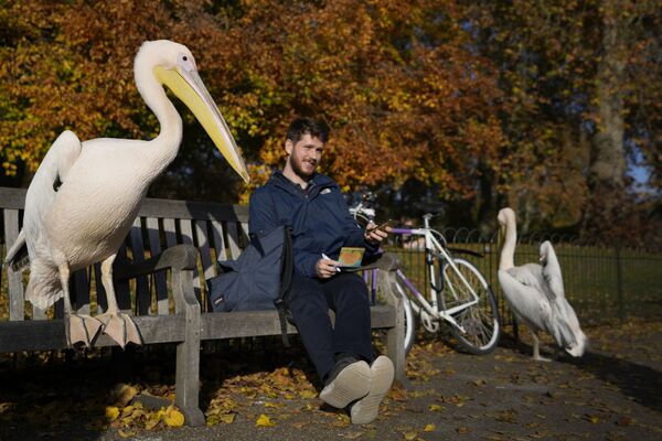 伦敦圣詹姆斯公园，鹈鹕和一名骑自行车的男子分享一条长凳。 - 俄罗斯卫星通讯社