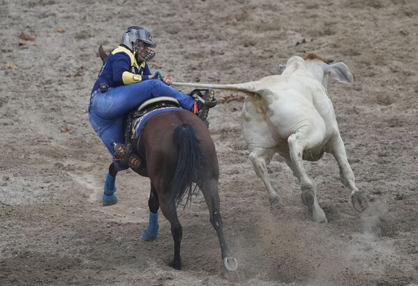 在哥伦比亚比亚维森西奥举行的约罗波国际锦标赛上，一名男子拉着公牛的尾巴试图将其击倒。 - 俄罗斯卫星通讯社
