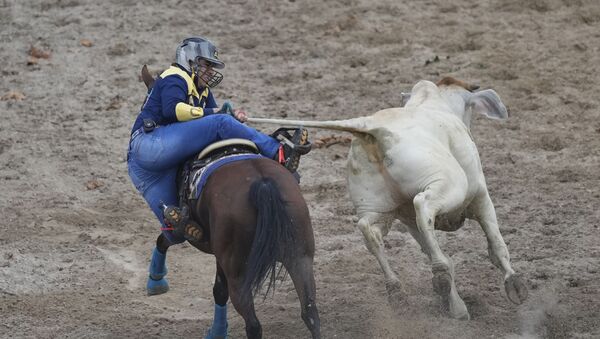 在哥伦比亚比亚维森西奥举行的约罗波国际锦标赛上，一名男子拉着公牛的尾巴试图将其击倒。 - 俄罗斯卫星通讯社