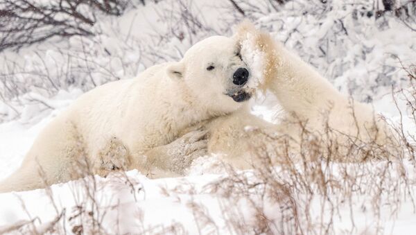 加拿大丘吉爾的北極熊季 - 俄羅斯衛星通訊社