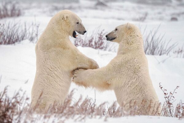 加拿大丘吉尔郊外雪地里打架的北极熊。 - 俄罗斯卫星通讯社