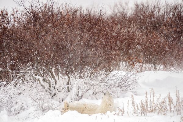 加拿大丘吉尔郊外，暴风雪中的北极熊。 - 俄罗斯卫星通讯社