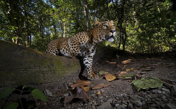 攝影師希萬•梅塔（Shivang Mehta）拍攝的作品《Catwalk》，入圍“Wildscape & Animals in Habitat”類。 - 俄羅斯衛星通訊社