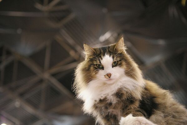 “黃金分割比例”最美的貓咪：在紐約展出的挪威森林貓。 - 俄羅斯衛星通訊社