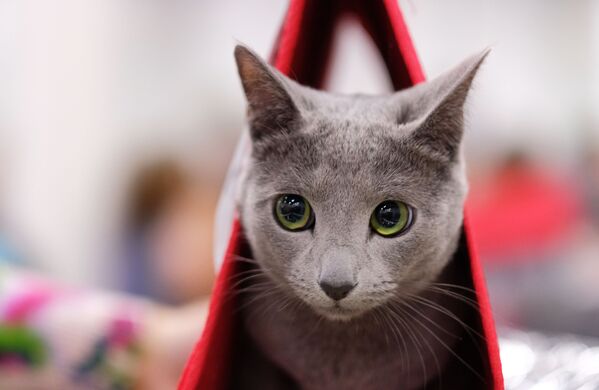 “黄金分割比例”最美的猫咪：在莫斯科索科尔尼基会展中心“KoShariki Show”展上展出的俄罗斯蓝猫。 - 俄罗斯卫星通讯社