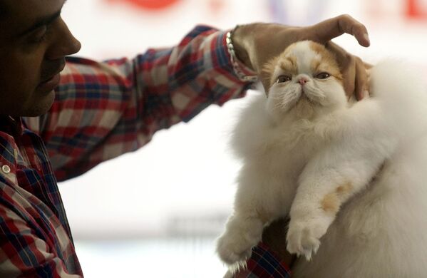 “黄金分割比例”最丑的猫咪：在哥伦比亚的一个展览上，评委正在观看一只喜马拉雅猫。 - 俄罗斯卫星通讯社