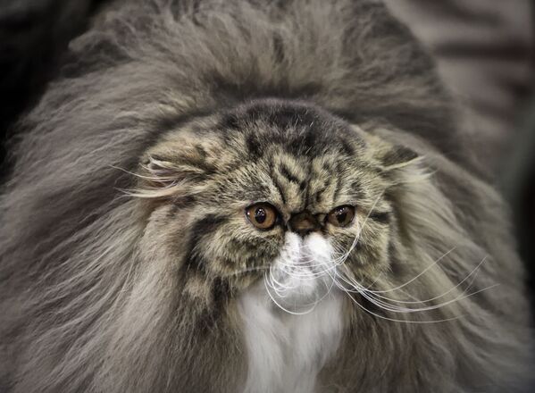 “黃金分割比例”最醜的貓咪：波斯貓。 - 俄羅斯衛星通訊社
